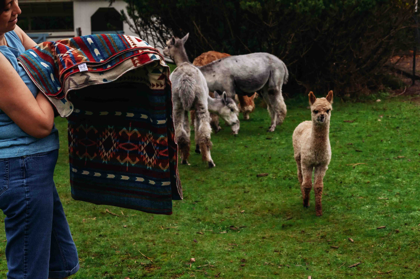 Arequipa - Landscape - Alpaca Wool Blanket - Enchanted Farms