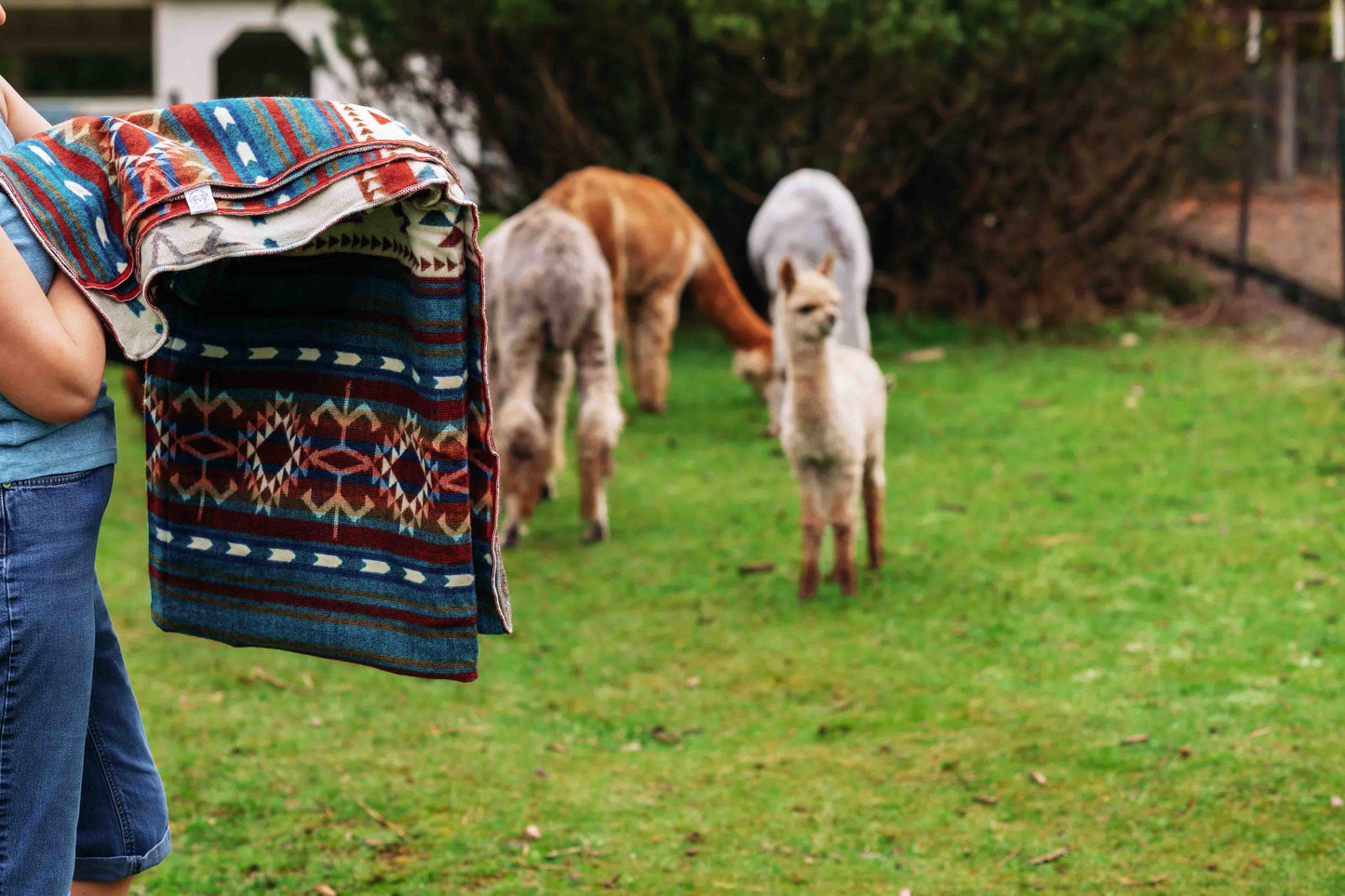 Arequipa - Landscape - Alpaca Wool Blanket - Enchanted Farms