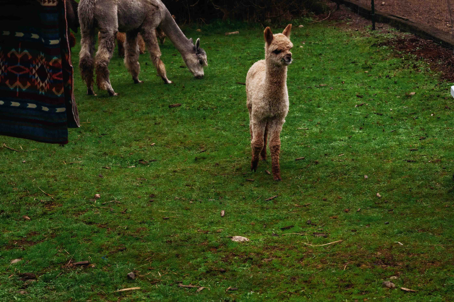 Arequipa - Landscape - Alpaca Wool Blanket - Enchanted Farms