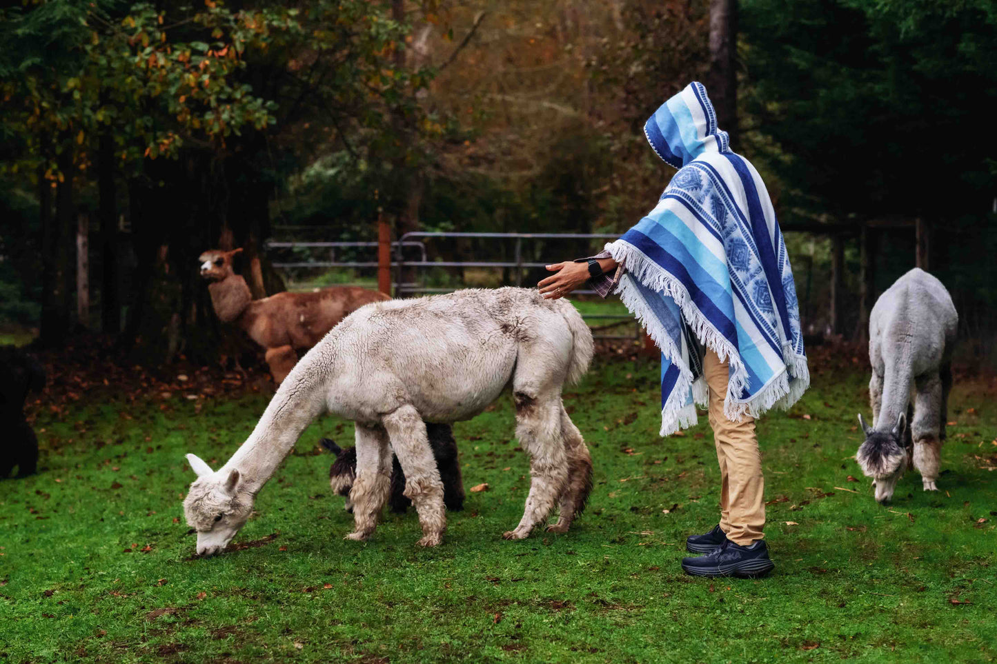 Misti - Sky - Alpaca Shawl Poncho