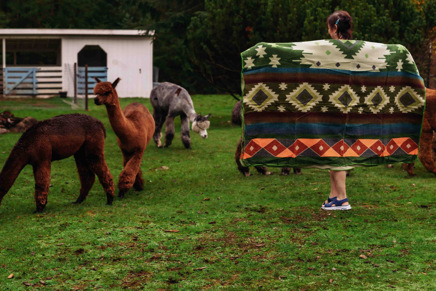 San Isidro - Olive - Alpaca Wool Blanket - Enchanted Farms