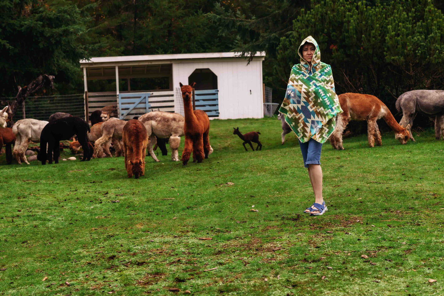 Jungle - Hooded Shawl - Alpaca Shawl Poncho